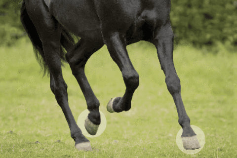 Journal Watch: 1200 Horse Study Reveals Clinical Considerations for Lameness Investigation