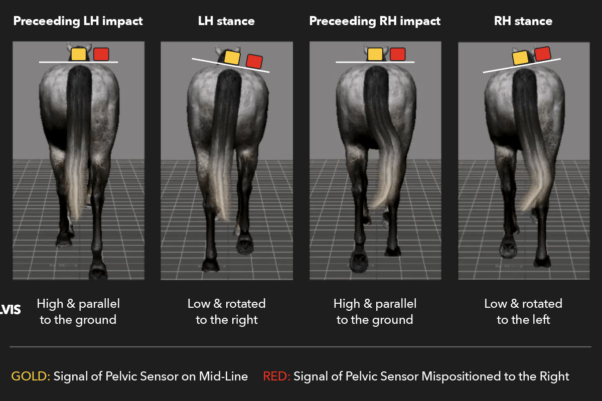 Journal Watch: An Overview of the Latest Research Using Inertial Sensors in Equine Lameness Measurements