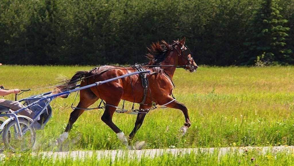 FAQ: Can the Q be used on a gaited horse?