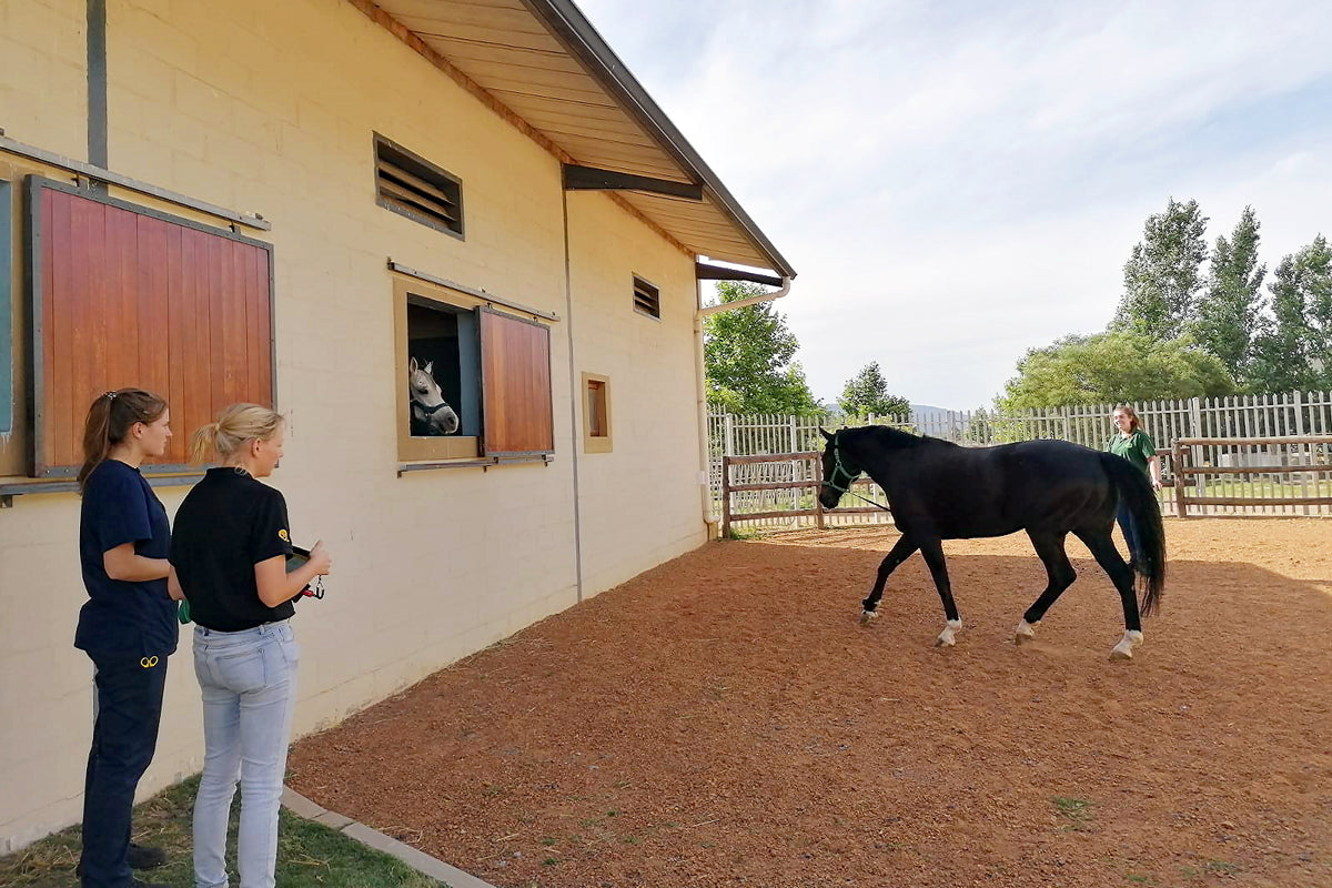 Webinar: Rehabilitation of the Equine Athlete and the Aid of Objective Measures