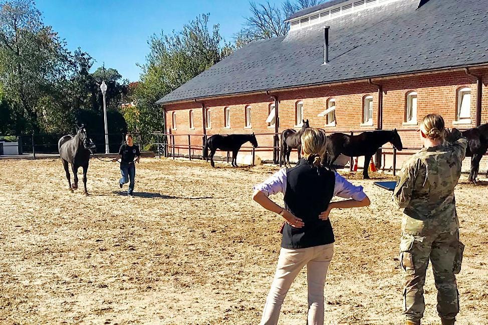 Is Every Horse Lame? What to Consider When Using The Q in Baseline Evaluations